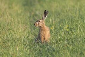 Hare Meadow Animal