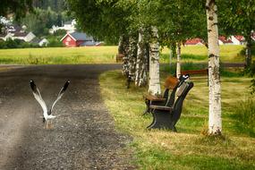 Seagull Bird Landscape