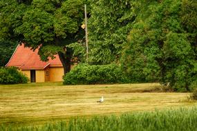Farm Old Seagull