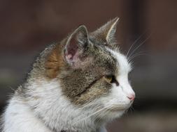 Cat Kitten Dachowiec