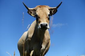 Animal Cow Hypnosis