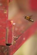 flying bee near the red fence