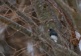 little bird hiding in a tree