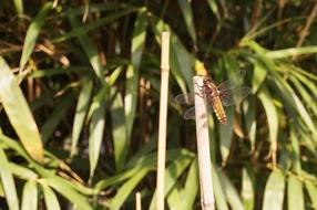wild Dragonfly Insect in the garden