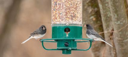 Bird Feeder Backyard Wildlife