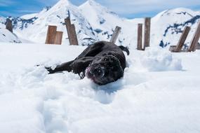 Dog Snow Happy Doggy