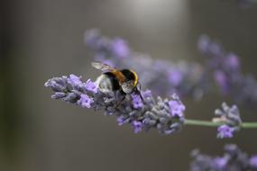 Fictional Hummel Insect
