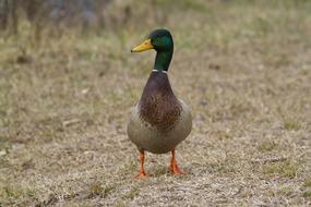 Animal Duck Nature