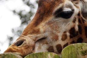 Giraffe Animal Head