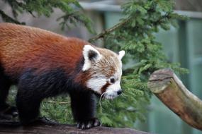 Red Panda Wild Animal