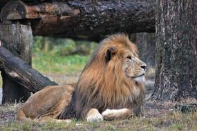 Lion Mane Predator Big
