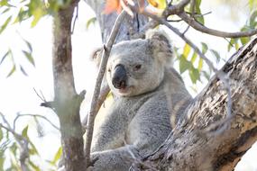 Koala Animal Tree