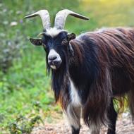 Goat Domestic Animal