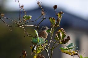 Animal Wood Wild Birds Little