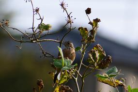 Animal Wood Wild Birds Little