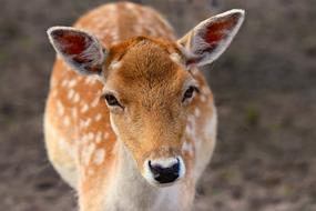 Fallow Deer Animal Mammal