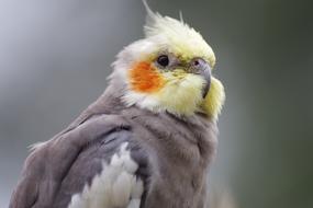 Cockatiel Parakeet Pet