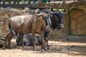 Wildlife Animal