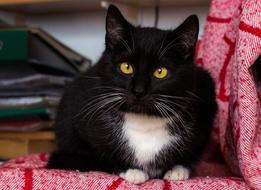 Cat Animal Black