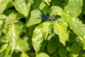 Dragonfly Insect Nature