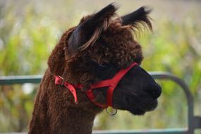 Alpaca Animal Mammal