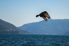 flying bird over the sea