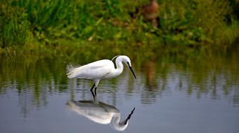 heron walking on the pond