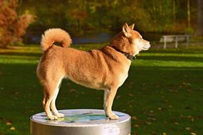 Shiba Inu Dog Animal