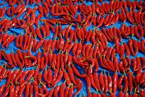 ripe hot peppers harvest