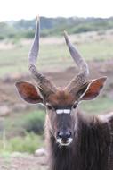 Nyala Antelope Males