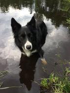 funny dog in a puddle