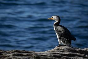 Bird Water Stone