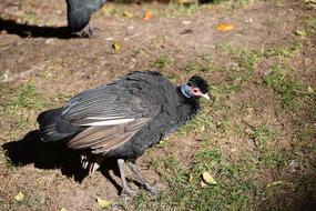 Bird Turkey Nature