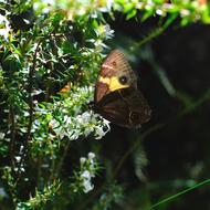 Butterfly Insect Tisiphone Abeona