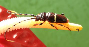 Macro Insect Nature
