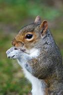 Squirrel Animal Rodent