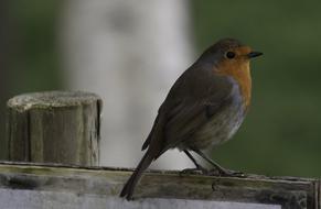 Robin Bird Nature