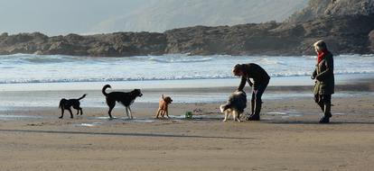Dogs Playing Beach