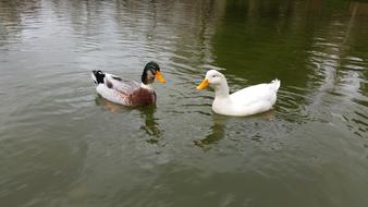 Duck Istanbul Bird