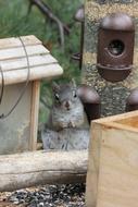 Squirrel Cute Animal