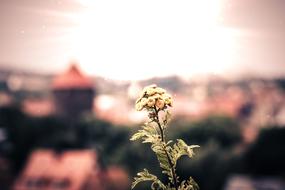 Yarrow Achillea Millefolium plant blur photo