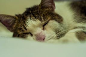 Cat Pet Fur
