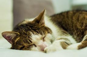 Cat Pet Fur