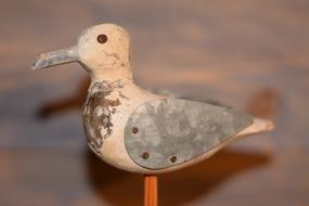 Gull Bird Wood
