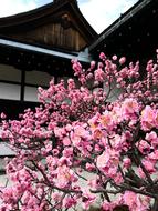 peonies roses tree view