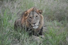 Lion Safari Africa