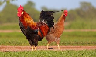rooster and a hen in a field