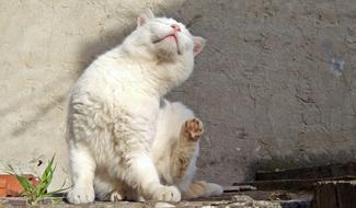 Cat Street White Animal