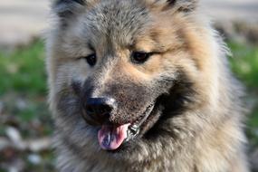 Dog Pup Eurasier Olaf