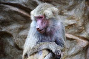 Monkey Baboon Animal